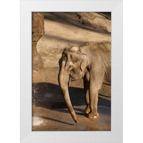 Elephant White Modern Wood Framed Art Print by Millet, Karyn
