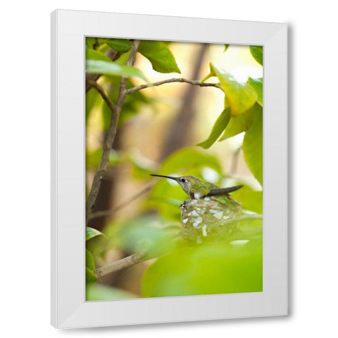 Hummingbird White Modern Wood Framed Art Print by Millet, Karyn