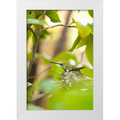 Hummingbird White Modern Wood Framed Art Print by Millet, Karyn