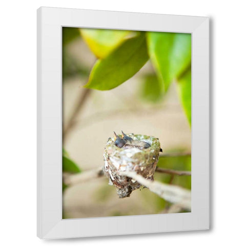 Hummingbird Nest White Modern Wood Framed Art Print by Millet, Karyn