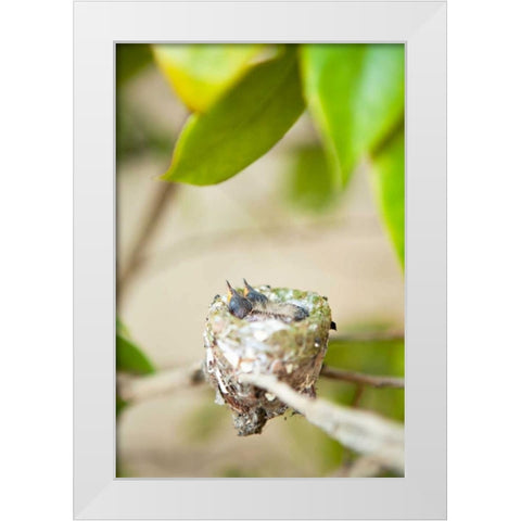 Hummingbird Nest White Modern Wood Framed Art Print by Millet, Karyn