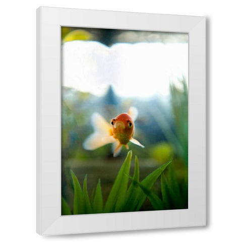 Goldfish I White Modern Wood Framed Art Print by Millet, Karyn
