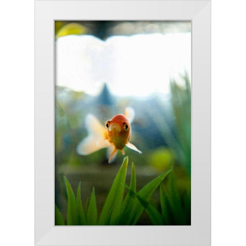 Goldfish I White Modern Wood Framed Art Print by Millet, Karyn