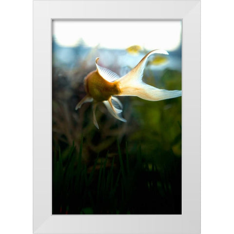 Goldfish II White Modern Wood Framed Art Print by Millet, Karyn
