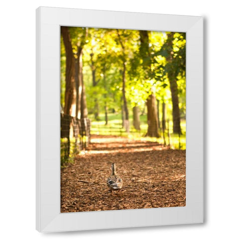 Duck Walk White Modern Wood Framed Art Print by Millet, Karyn