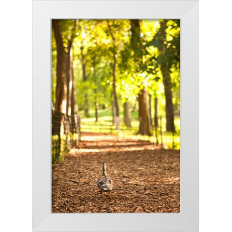Duck Walk White Modern Wood Framed Art Print by Millet, Karyn