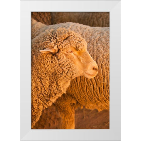 Sheep White Modern Wood Framed Art Print by Millet, Karyn