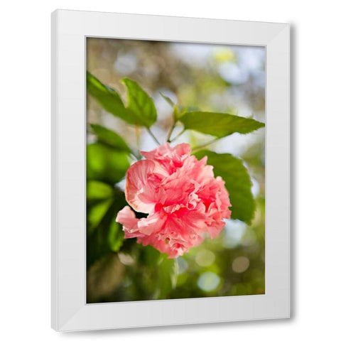 Spring Bloom II White Modern Wood Framed Art Print by Millet, Karyn