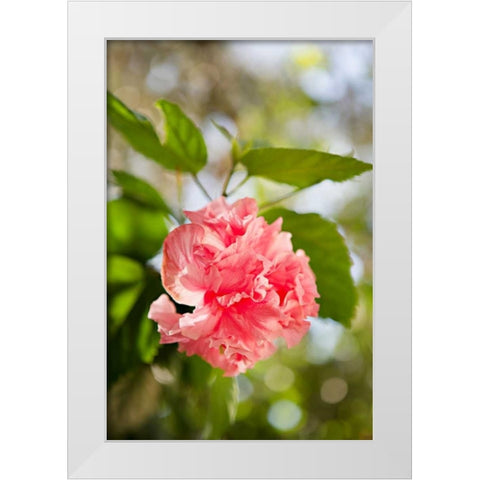 Spring Bloom II White Modern Wood Framed Art Print by Millet, Karyn