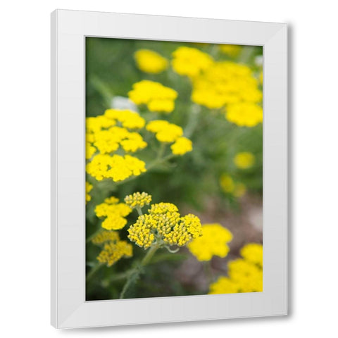 Field of Yellow White Modern Wood Framed Art Print by Millet, Karyn