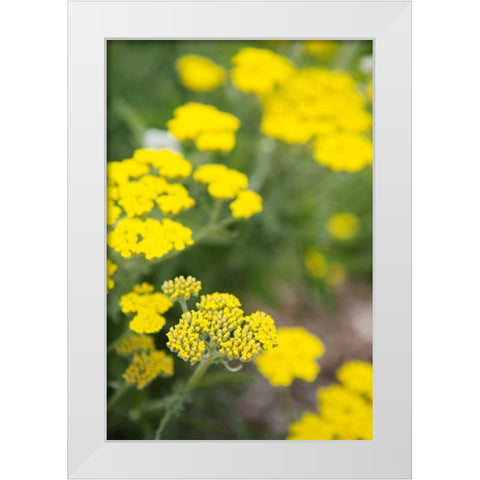 Field of Yellow White Modern Wood Framed Art Print by Millet, Karyn