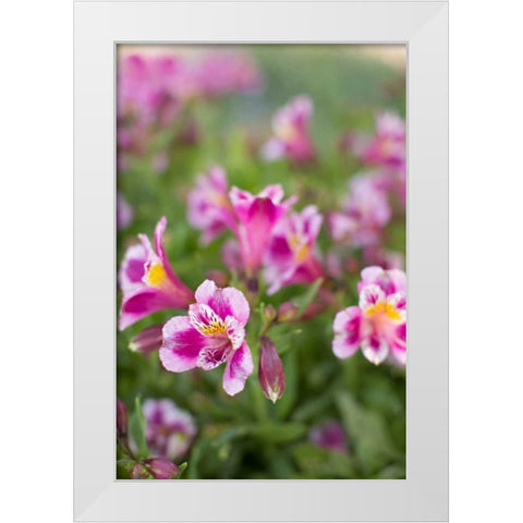 Purple and White I White Modern Wood Framed Art Print by Millet, Karyn