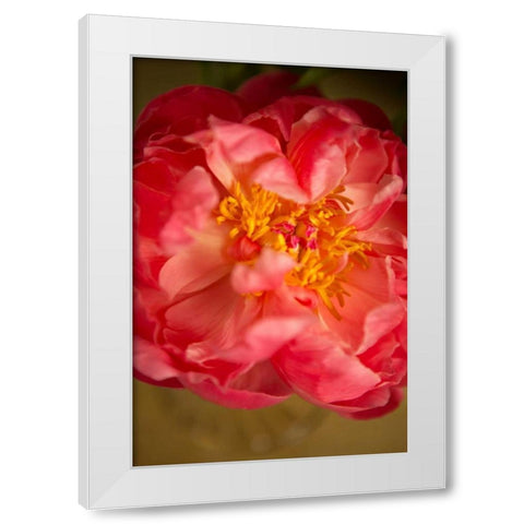 Coral Peony White Modern Wood Framed Art Print by Millet, Karyn