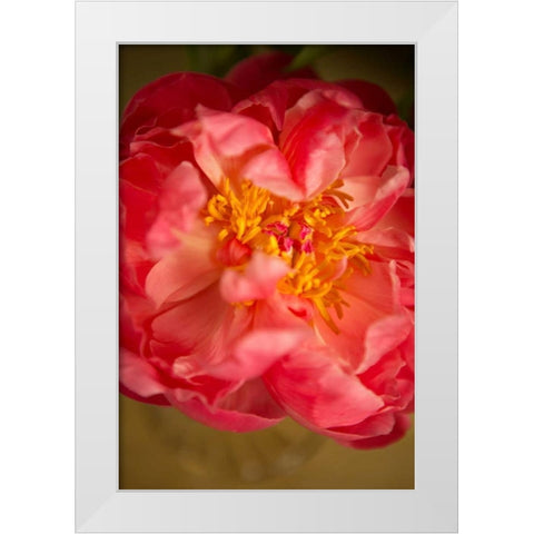Coral Peony White Modern Wood Framed Art Print by Millet, Karyn