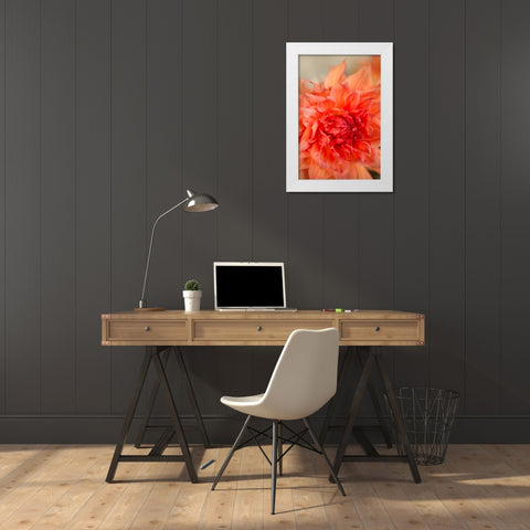 Coral Dahlia White Modern Wood Framed Art Print by Millet, Karyn