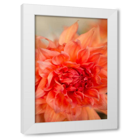 Coral Dahlia White Modern Wood Framed Art Print by Millet, Karyn
