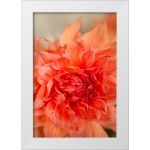Coral Dahlia White Modern Wood Framed Art Print by Millet, Karyn