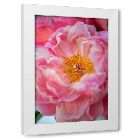 Pink Peony White Modern Wood Framed Art Print by Millet, Karyn