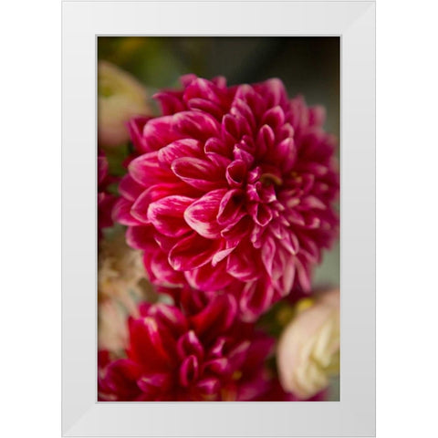 Pink and White Dahlias II White Modern Wood Framed Art Print by Millet, Karyn