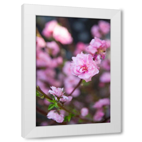 Pink Blossoms I White Modern Wood Framed Art Print by Millet, Karyn