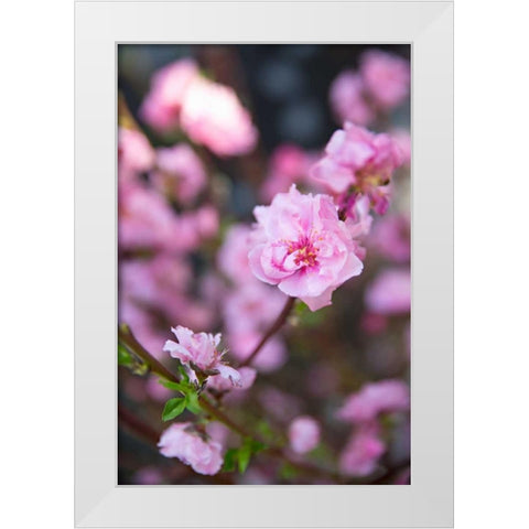 Pink Blossoms I White Modern Wood Framed Art Print by Millet, Karyn