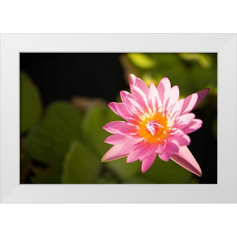 Pink Pond Lily White Modern Wood Framed Art Print by Millet, Karyn