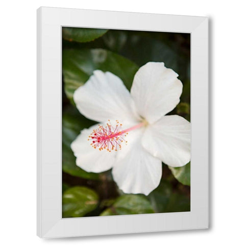 White Hibiscus White Modern Wood Framed Art Print by Millet, Karyn