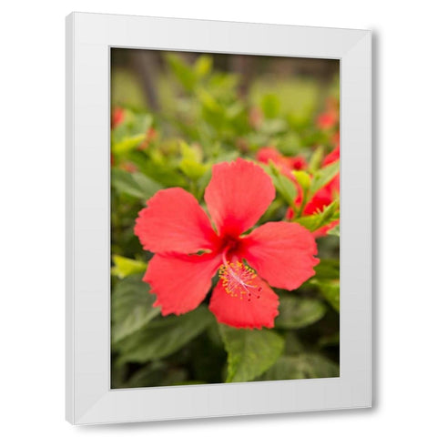 Red Hibisucs White Modern Wood Framed Art Print by Millet, Karyn