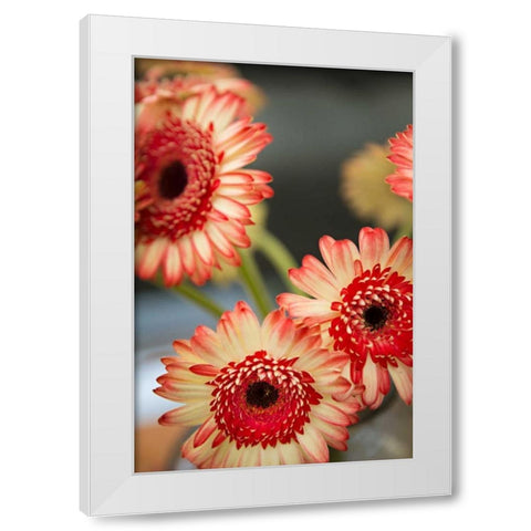 Red and White Daisies I White Modern Wood Framed Art Print by Millet, Karyn