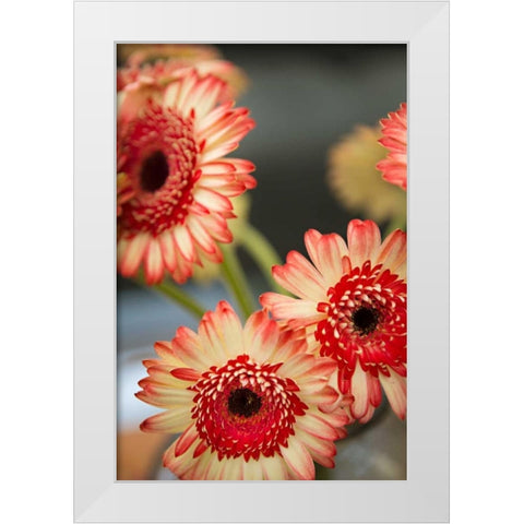 Red and White Daisies I White Modern Wood Framed Art Print by Millet, Karyn