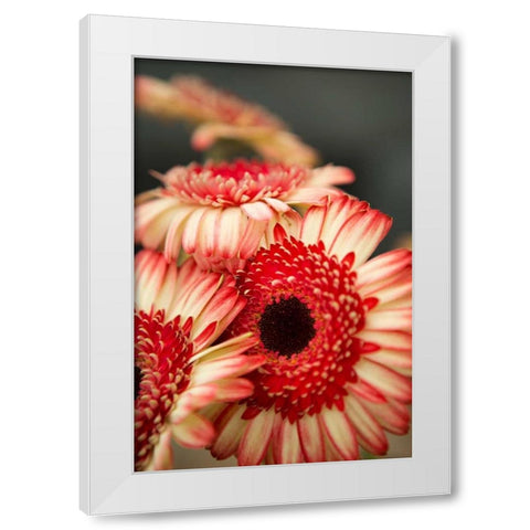 Red and White Daisies II White Modern Wood Framed Art Print by Millet, Karyn