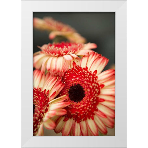 Red and White Daisies II White Modern Wood Framed Art Print by Millet, Karyn