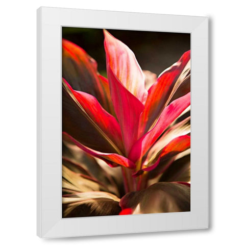 Red Ti Leaves White Modern Wood Framed Art Print by Millet, Karyn