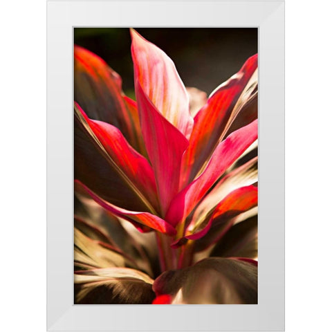 Red Ti Leaves White Modern Wood Framed Art Print by Millet, Karyn