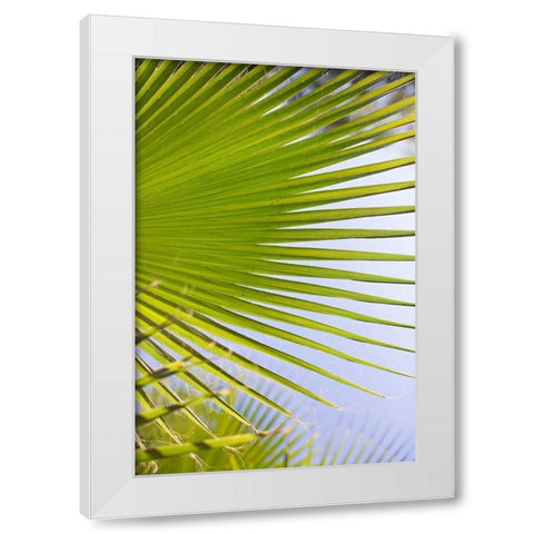 Palm Branch White Modern Wood Framed Art Print by Millet, Karyn