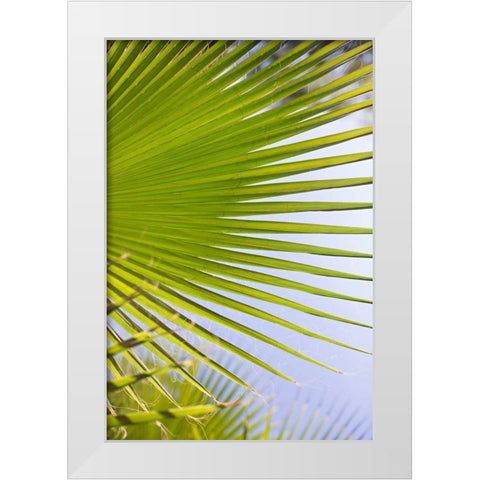 Palm Branch White Modern Wood Framed Art Print by Millet, Karyn
