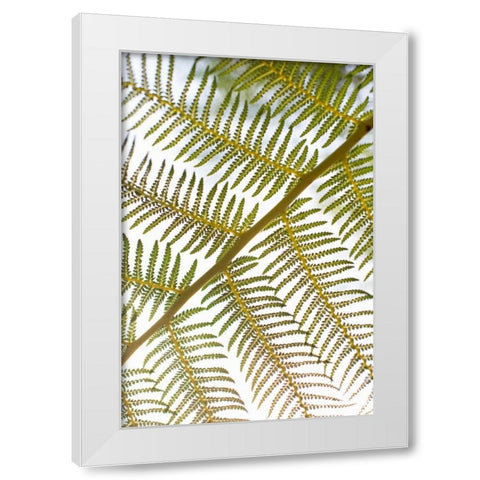 Fern White Modern Wood Framed Art Print by Millet, Karyn