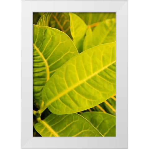 Green Leaves I White Modern Wood Framed Art Print by Millet, Karyn