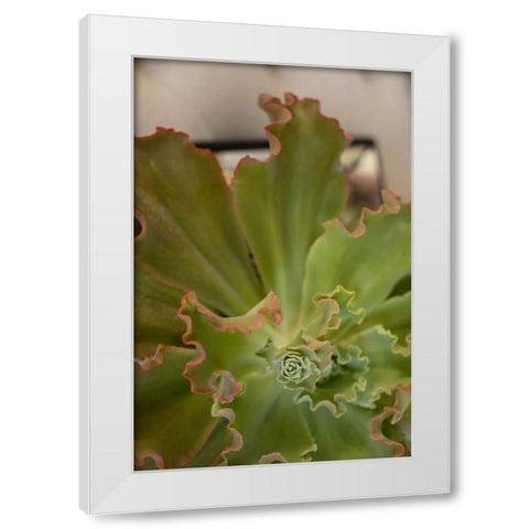 Succulent Garden II White Modern Wood Framed Art Print by Millet, Karyn