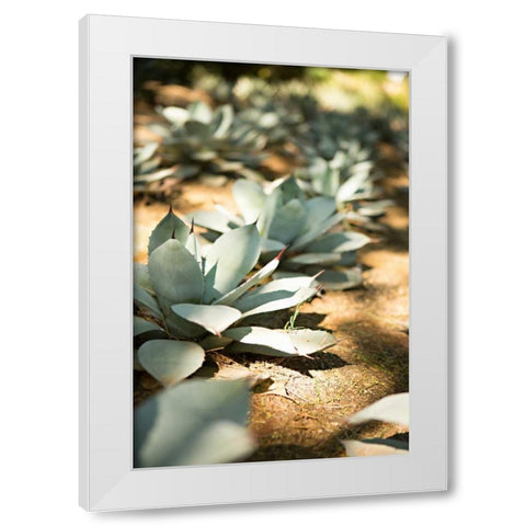 Succulent Garden III White Modern Wood Framed Art Print by Millet, Karyn