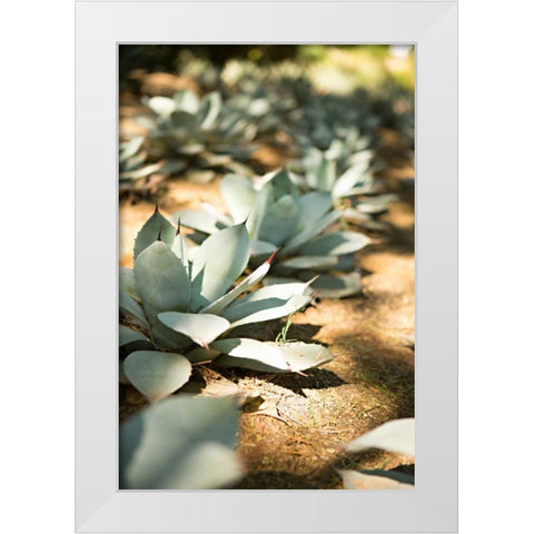 Succulent Garden III White Modern Wood Framed Art Print by Millet, Karyn