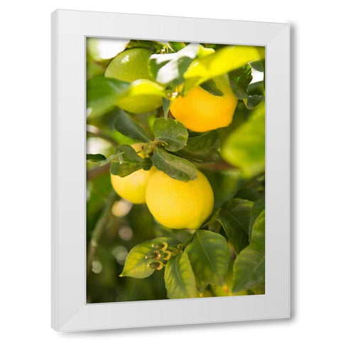 Lemon Grove II White Modern Wood Framed Art Print by Millet, Karyn