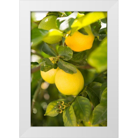 Lemon Grove II White Modern Wood Framed Art Print by Millet, Karyn