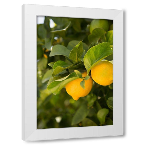 Lemon Grove III White Modern Wood Framed Art Print by Millet, Karyn