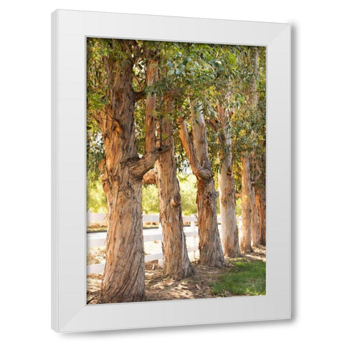 Eucalyptus Trees White Modern Wood Framed Art Print by Millet, Karyn