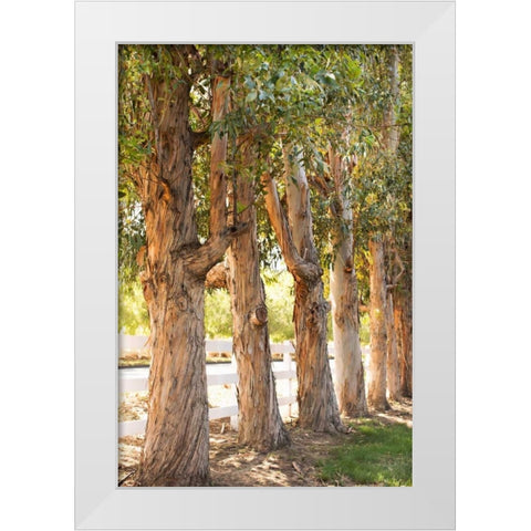 Eucalyptus Trees White Modern Wood Framed Art Print by Millet, Karyn