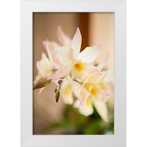 White and Yellow Bursting Flower White Modern Wood Framed Art Print by Millet, Karyn