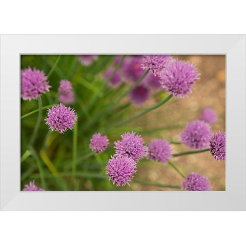 Purple Flower Ball I White Modern Wood Framed Art Print by Millet, Karyn
