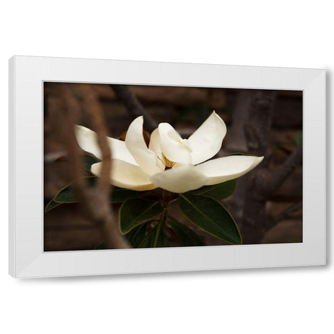 Lone Magnolia White Modern Wood Framed Art Print by Millet, Karyn