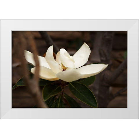 Lone Magnolia White Modern Wood Framed Art Print by Millet, Karyn